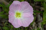 Showy evening-primrose